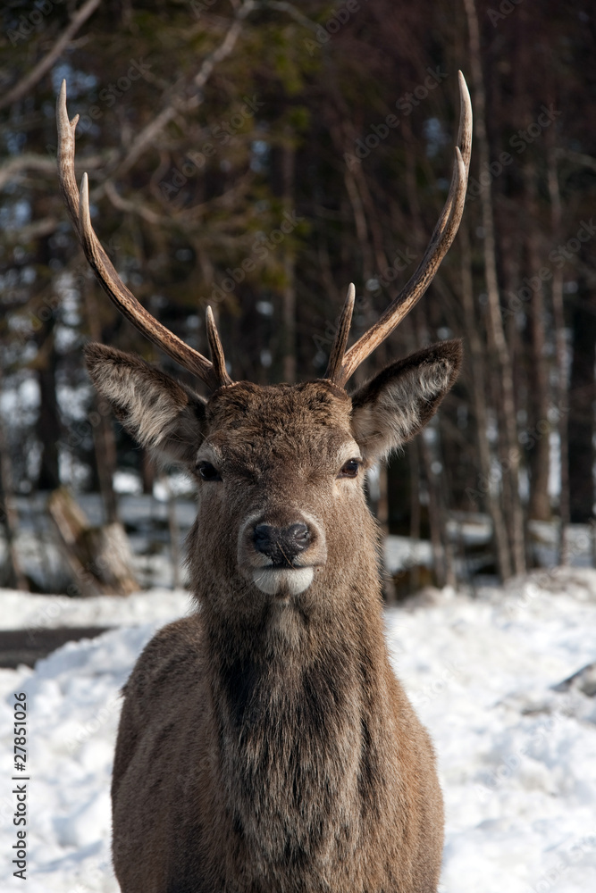 Wild deer Wild deer