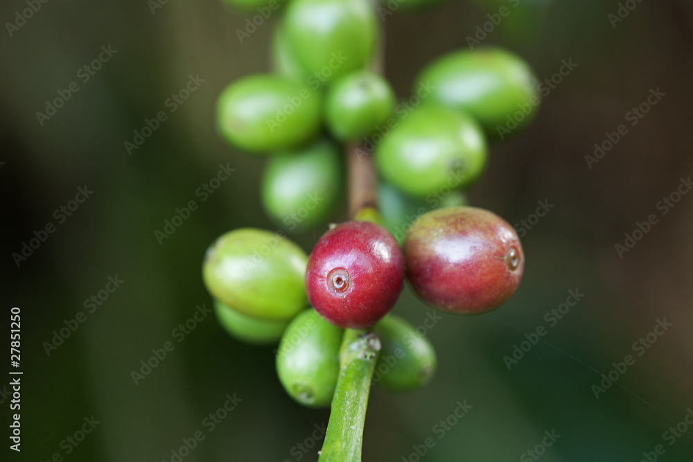 Coffee beans ripening on plant Coffee beans ripening on plant