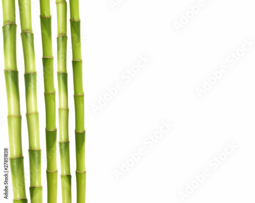 Fototapeta Naklejka Na Ścianę i Meble -  bamboo stems