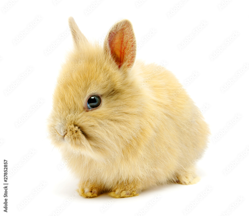 Small brown rabbit Small brown rabbit