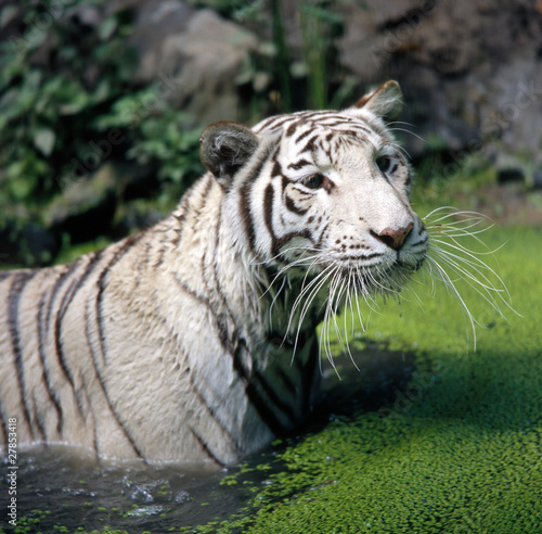Fototapeta Naklejka Na Ścianę i Meble -  Tiger_112330