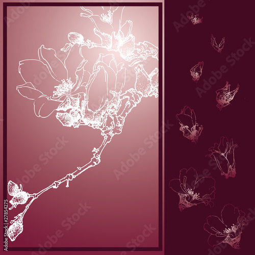 玉兰花背景