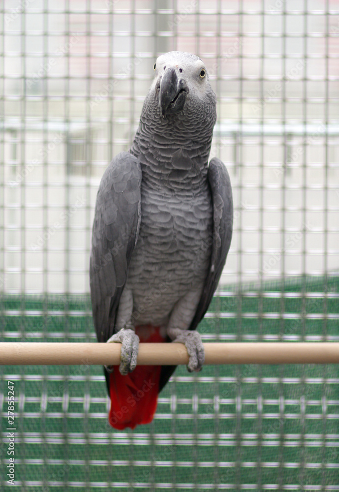 Obraz premium african gray parrot