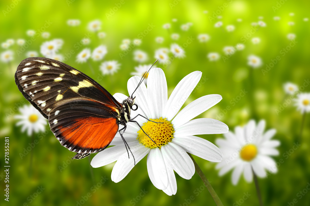 Fototapeta premium Schmetterling 99