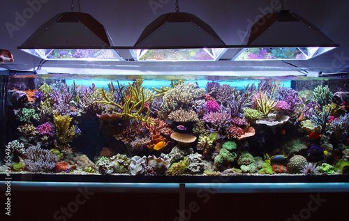 marine aquarium