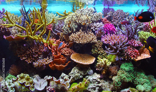 Cuadro en lienzo marine aquarium corals