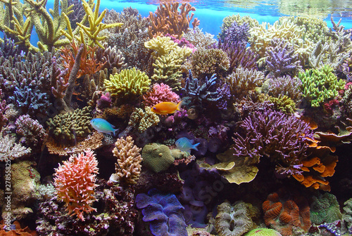 Fotografering marine aquarium corals