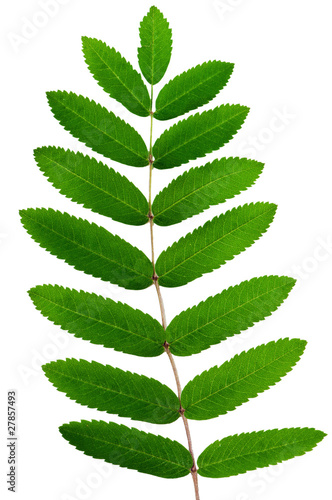 Leaf of a mountain ash, it is isolated on white