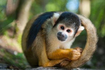 Fotobehang Aap Schattig doodshoofdaapje in jungle  © Eric Gevaert