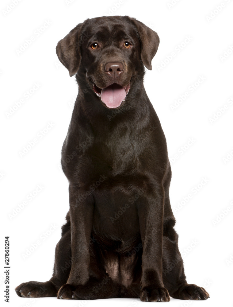 Labrador Retriever, 7 months old, sitting