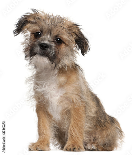 Mixed-breed puppy, 3 months old, sitting