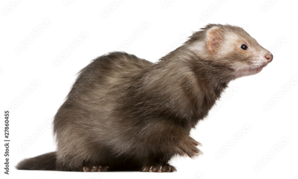 Ferret, 3 years old, sitting in front of white background Ferret, 3 years old, sitting in front of white background