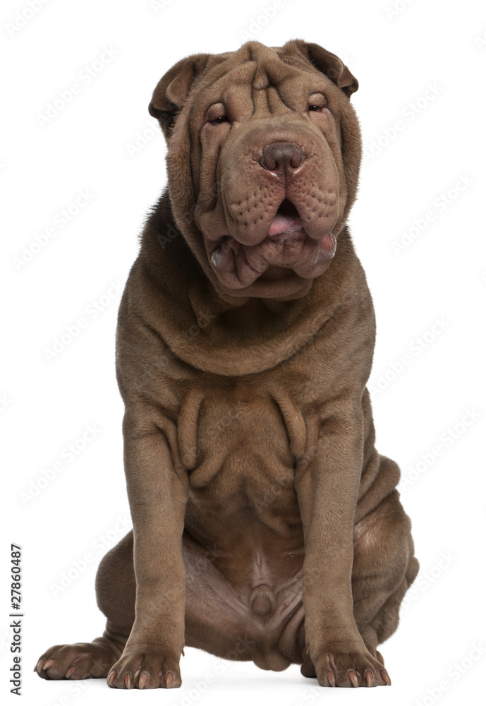 Shar Pei puppy, 5 months old, sitting