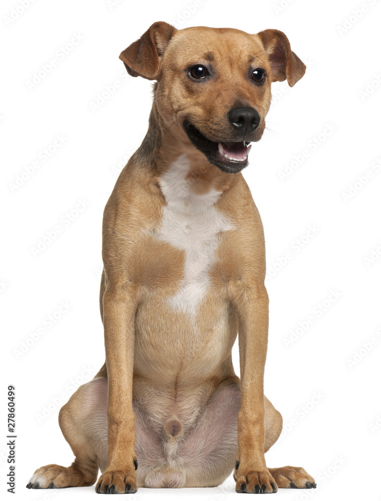 Crossbreed dog, 6 months old, sitting