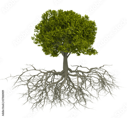 Tree and root photo