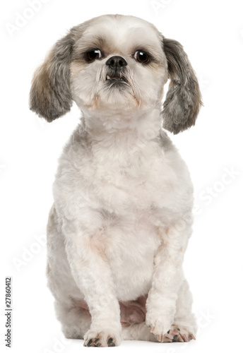 Shih Tzu, 2 and a half years old, sitting