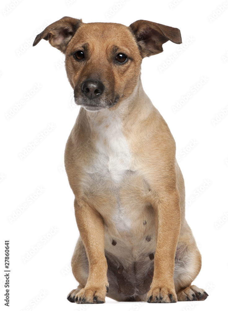 Mixed-breed dog, 4 years old, sitting