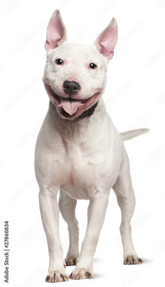 Staffordshire Bull Terrier, 4  years old, standing