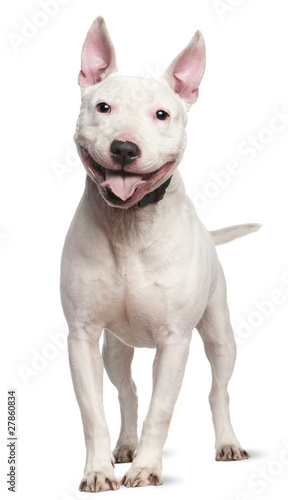 Foto Staffordshire Bull Terrier, 4  years old, standing