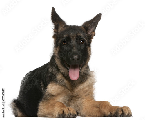 German Shepherd puppy, 4 months old, lying