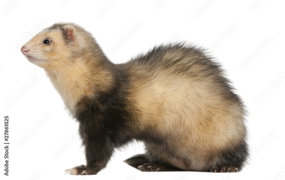 Ferret, 6 months old, in front of white background Ferret, 6 months old, in front of white background