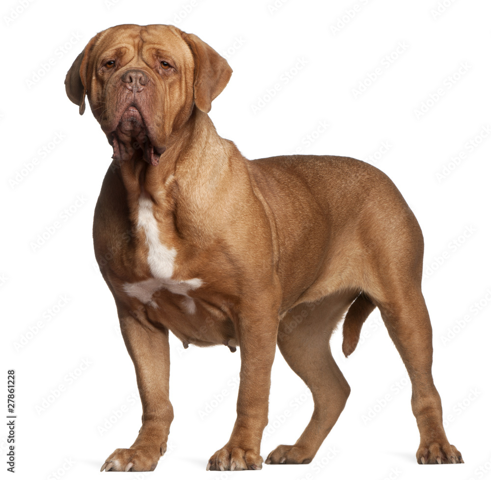 Dogue de Bordeaux, 7 years old, standing