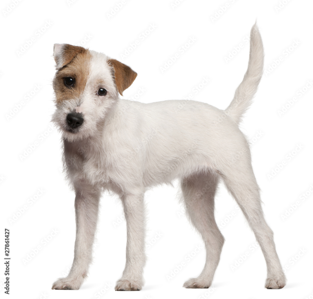 Parson Russell Terrier puppy, 6 months old, standing - obrazy, fototapety, plakaty 