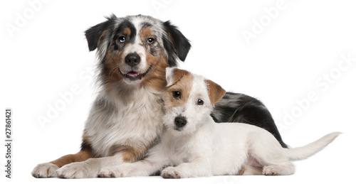 Australian Shepherd dog and Parson Russell Terrier puppy lying