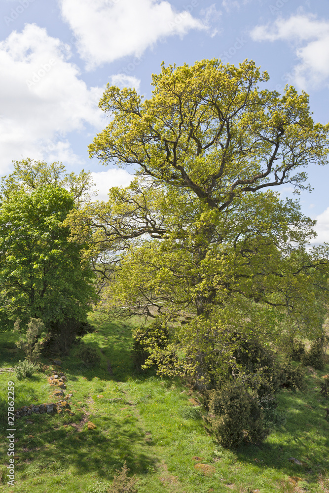 Obraz premium Footpath through a pasture