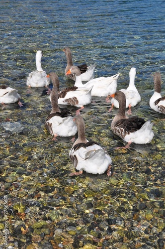 Wild Ducks at Sea