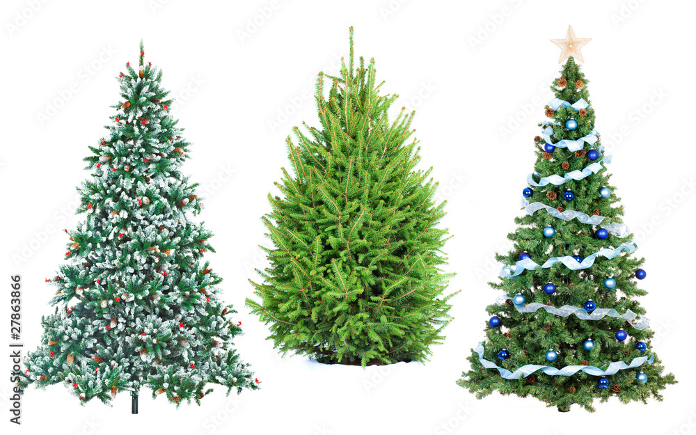 Fototapeta premium Christmas Tree