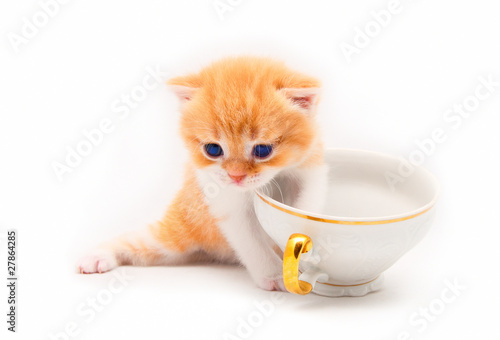 The nice red kitten plays with a white cup