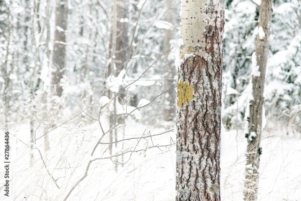 Fototapeta premium tree in winter