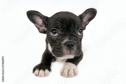 French Bulldog puppy in front of a white background © B.Stefanov