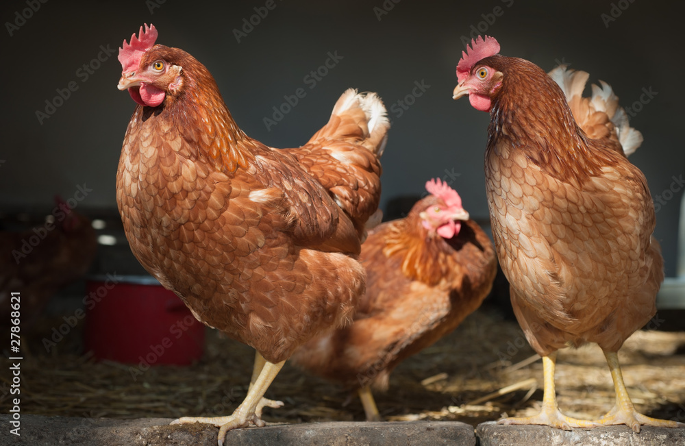 Fototapeta premium chicken farm