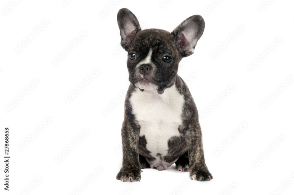 French Bulldog puppy. French Bulldog puppy.