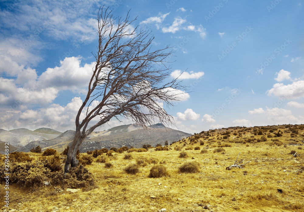 paisaje dramatizado con arbol seco contra el cielo azul paisaje dramatizado con arbol seco contra el cielo azul