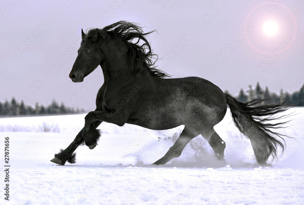 Friesian stallion gallop in winter Friesian stallion gallop in winter