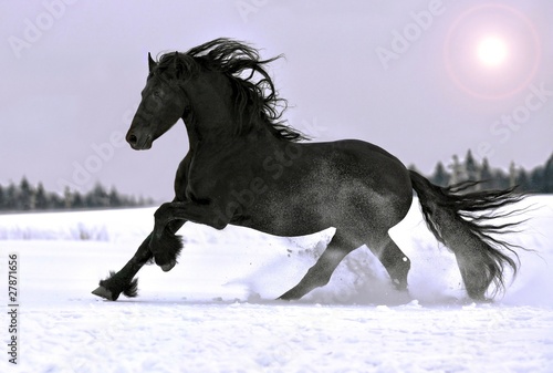 Photo Friesian stallion gallop in winter