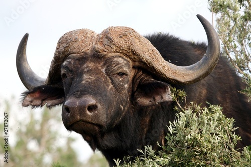 African Buffalo Stare © Duncan Noakes