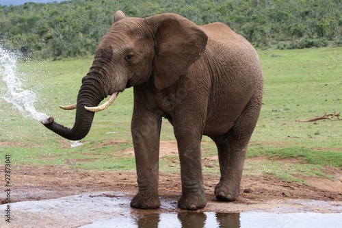 African Elephant at Water