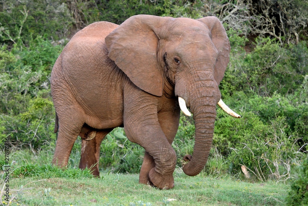 Naklejka premium Byk słonia afrykańskiego