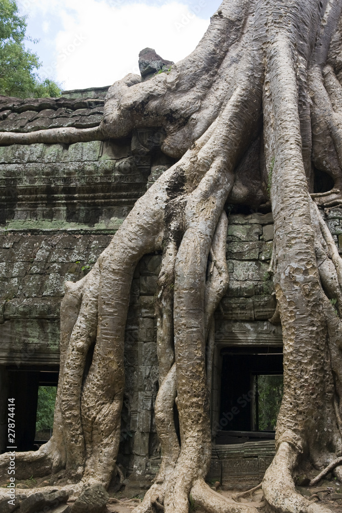 Fototapeta premium Tree root hangs over temple wall