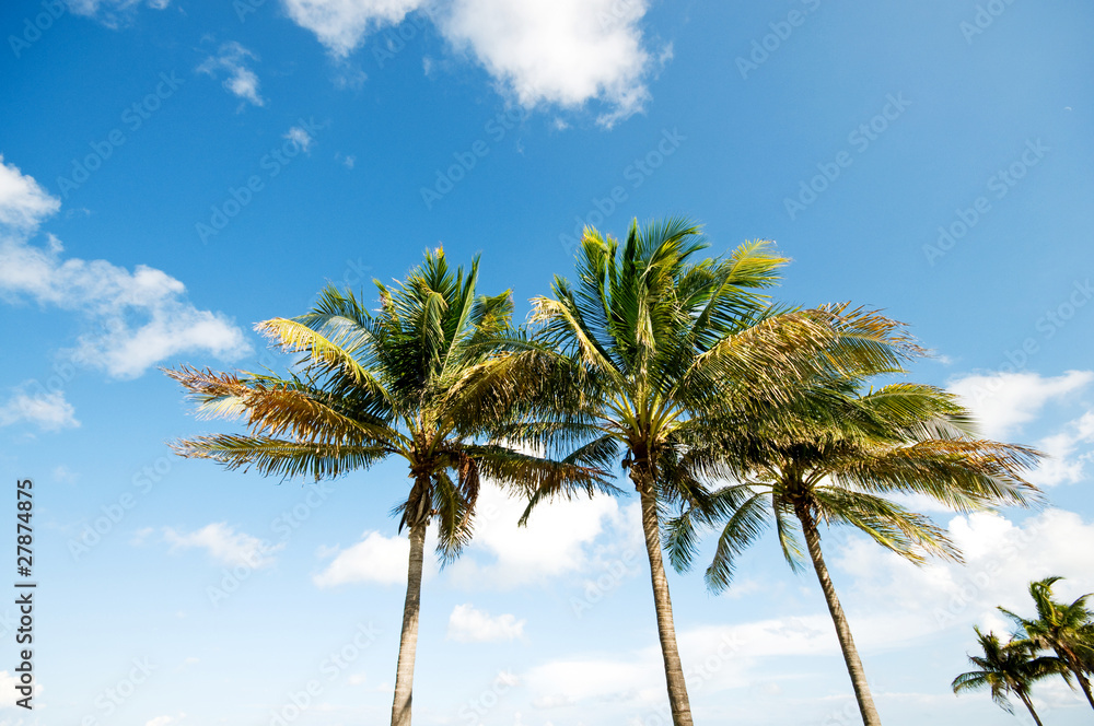 Palms trees on the beach during bright day Palms trees on the beach during bright day