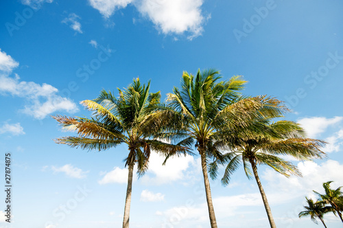 Palms trees on the beach during bright day