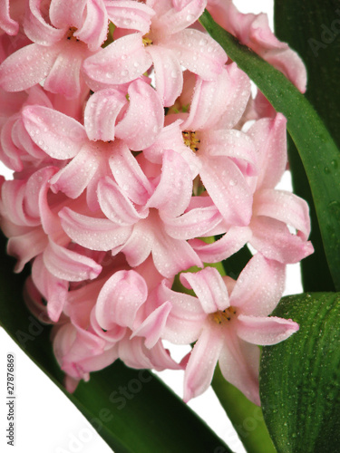 Pink hyacinth