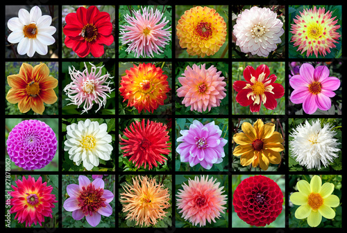 Fototapeta Naklejka Na Ścianę i Meble -  Dahlien - Kollektion