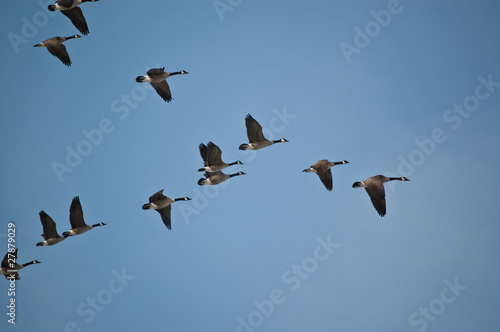 Wallpaper Mural Canada Geese in Flight Torontodigital.ca