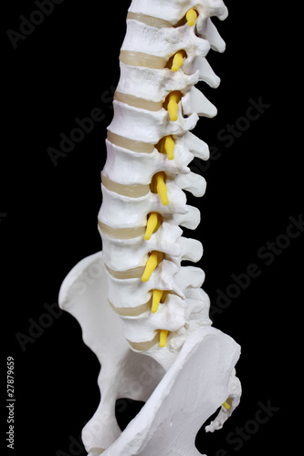 Wirbelsäule mit Beckenknochen