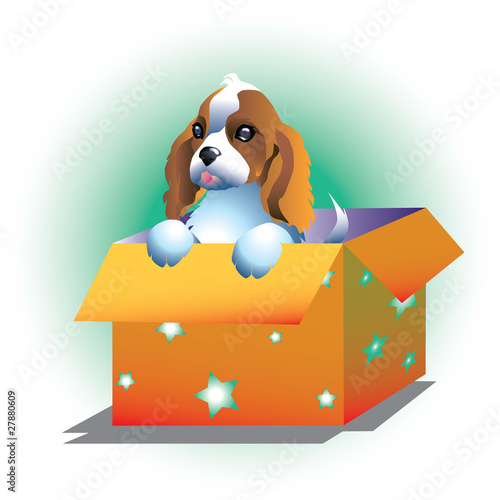 Sweet dog in box photo